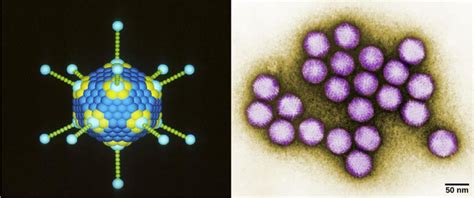 Viral Evolution Morphology And Classification Boundless Biology