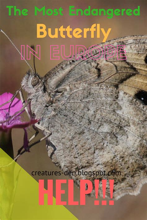 Creatures Den: The Most Endangered Butterfly in Europe - Macedonian ...