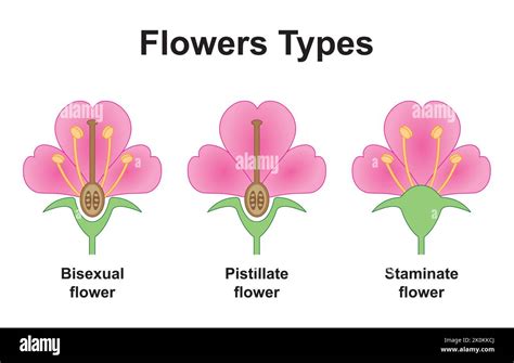 Scientific Designing Of Flowers Types The Plants Fertilization