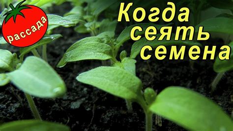 Когда сажать семена на рассаду (выращивание рассады) - YouTube