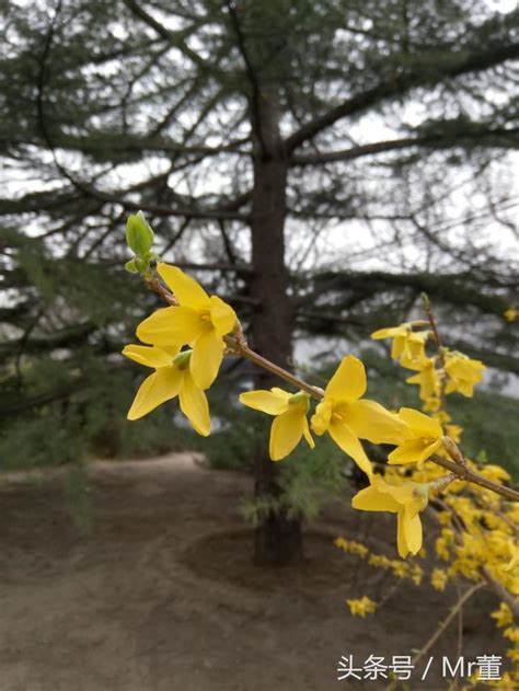 迎春花開，扮靚北京城 每日頭條