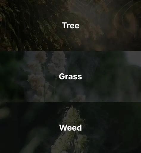 Different Types Of Pollen In The World The Ultimate List