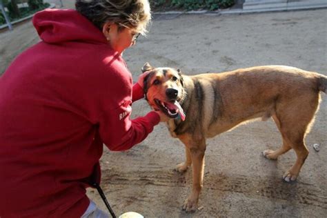 Seguro Obligatorio De Responsabilidad Civil Para Perros Le N Seguro