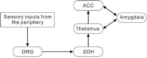 Figure 1 From Presynaptic Mechanisms At Prefrontal Synapses Involved In