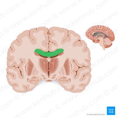 Corpus Callosum Anatomy Function And Clinical Aspects Kenhub