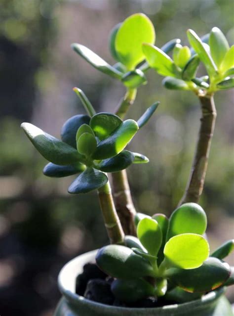 Cuidados del árbol de jade Crassula ovata Guía de Jardín