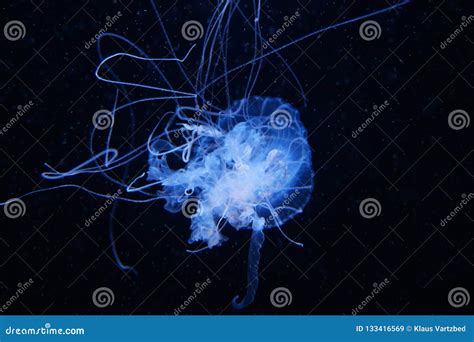 Blue Jelly Fish In Dark Water Stock Image Image Of Translucent Blue