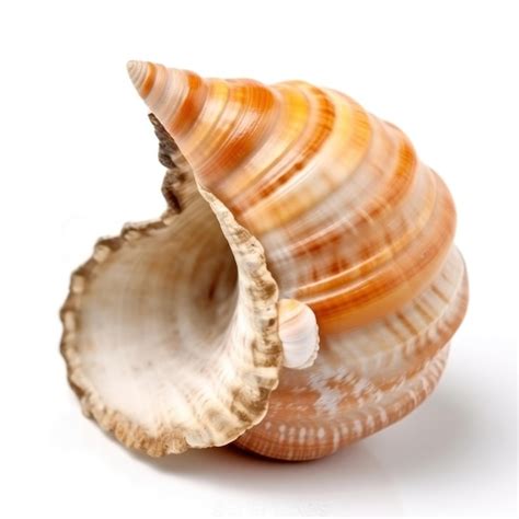 Premium Photo A Sea Shell On A White Background