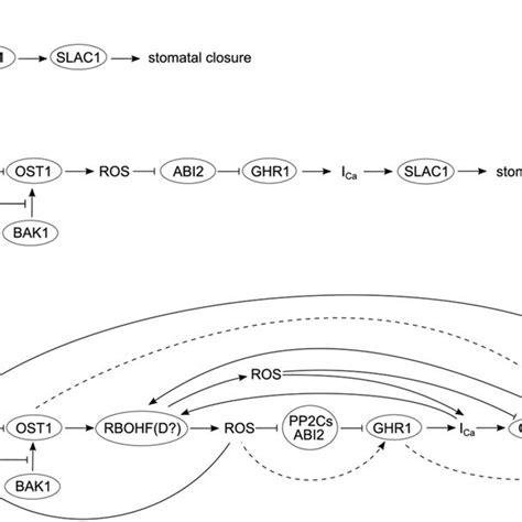 Schematic Model For The Position Of Ros In Aba Induced Guard Cell