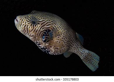 Map Pufferfish Arothron Mappa Swimming Above Stock Photo 335178803