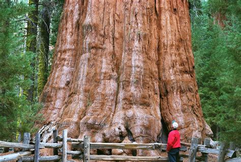 Firefighters Race To Save The Worlds Largest Tree As Wildfires Rage