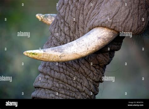 Elephant Close Up Stock Photo Alamy