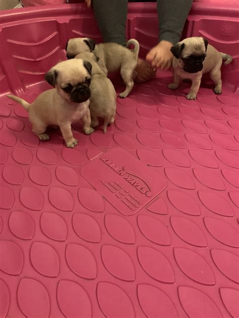 Pug Puppies For Sale Commerce City Co 316745 Petzlover