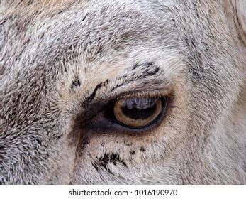 Most Beautiful Eyes Deer Doe Eyes Stock Photo 1016190970 | Shutterstock