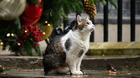 Chief Mouser Larry The Cat Welcomes His Th Uk Prime Minister