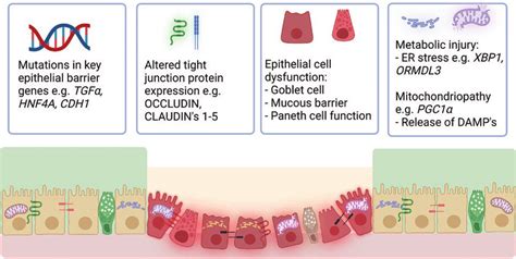 Overview Of The Causes Of Epithelial Barrier Dysfunction In Download Scientific Diagram