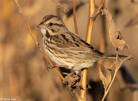 Vesper Sparrow South Dakota Birds And Birding