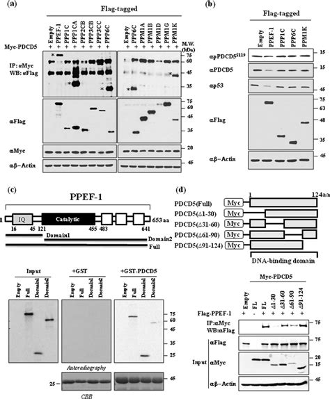 The Protein Serinethreonine Phosphatase Ppef 1 Binds To And