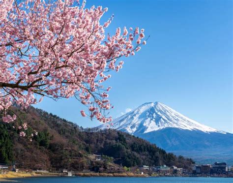 5 Tempat Wisata Bunga Sakura Terbaik di Jepang - Promo Tour Asia