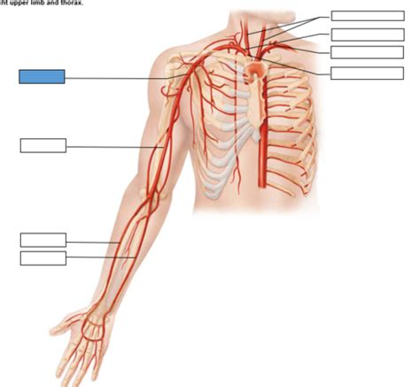 Arteries Of The Upper Limb Thorax Flashcards Quizlet