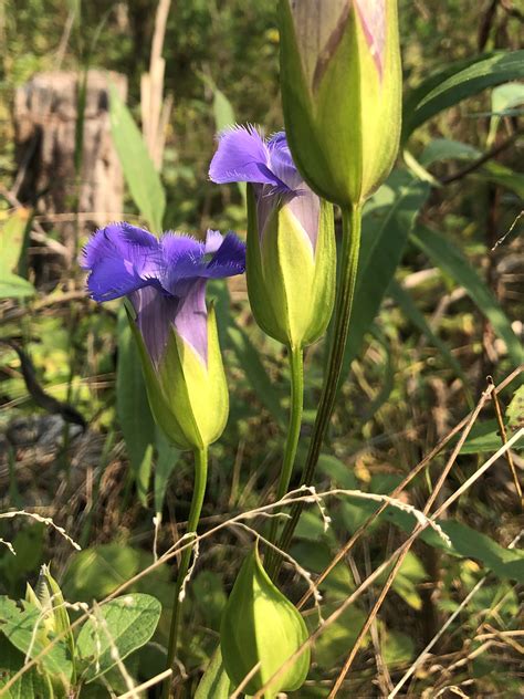 Wisconsin Wildflower | Fringed Gentian | Gentianopsis crinita
