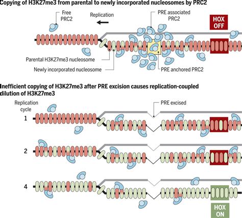 Causal Role For Inheritance Of H3k27me3 In Maintaining The Off State Of