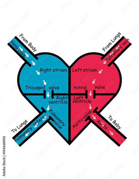 labeled blood flow in heart , arrows pointing direction of oxygenated and deoxygenated blood ...