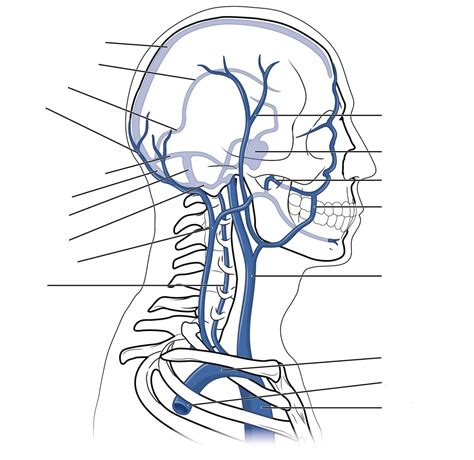 Venous Drainage Of The Head And Neck Diagram Quizlet