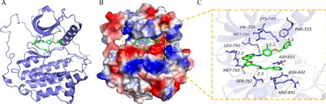 The Binding Mode Of Egfr With C A The D Structure Of Complex B