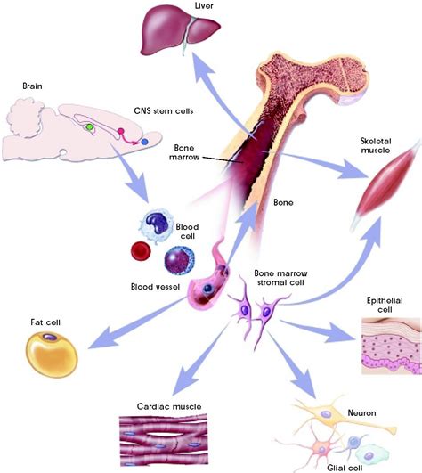 Stem Cell Research The Controversy And The Way Forward Stem Cell Research Stem Cell Therapy