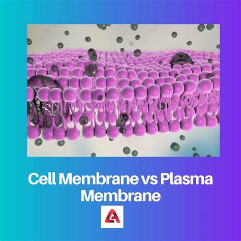 Membrana celular vs plasmática diferencia y comparación