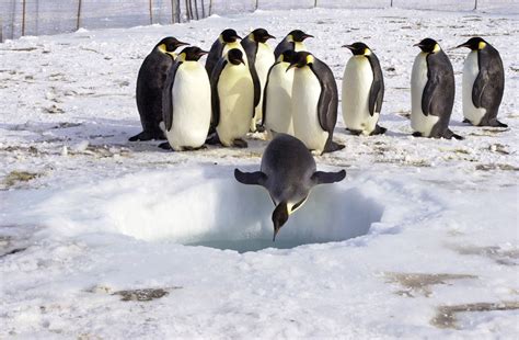 Emperor Penguins in Antarctica
