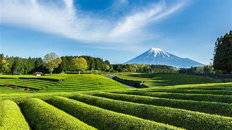 japanese green tea fields