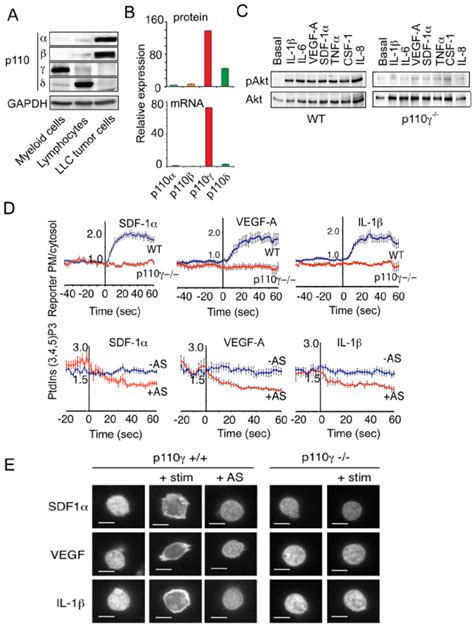 Rtks And Tlr Il Rs Promote Pi Kinase P Catalytic Activity