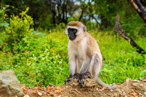 Mono Vervet Nombre Cient Fico Cercopthecus Aethiops O Tumbiili En