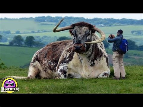 El gigante de los campos imágenes impresionantes del toro más grande