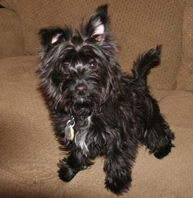 Black Morkie Full Grown