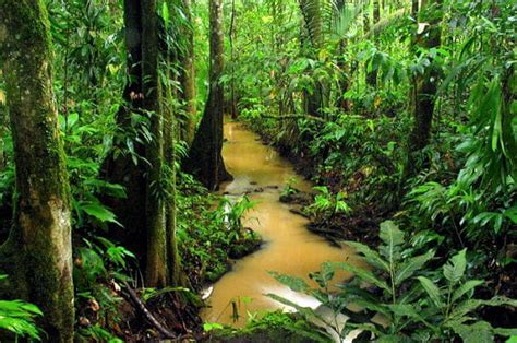 Tropicale Guyane Les Plus étonnantes Forêts Du Monde Linternaute