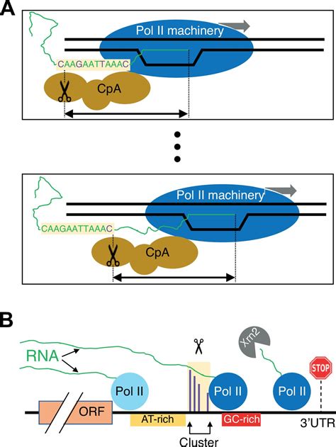 Nucleotide Level Linkage Of Transcriptional Elongation And