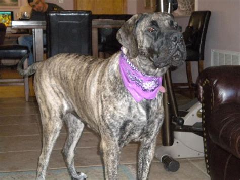 Gracie My Beautiful Mini Mastiff At The Fathers Feet