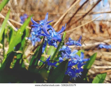 Spring Flowers Norway Stock Photo 1082633579 | Shutterstock