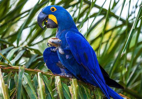 Fotos Arara Azul Para Imprimir - Arara-azul: reprodução, características, risco de extinção