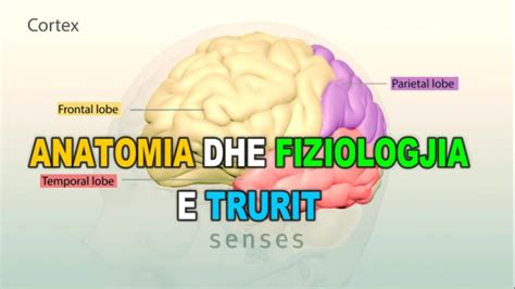 ANATOMIA DHE FIZIOLOGJIA E TRURIT 3D YouTube