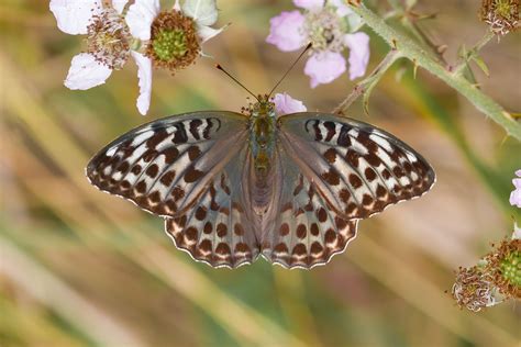 Silver Washed Fritillary Northants Butterflies