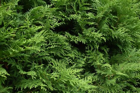 Thuja Leaves Tree - Free photo on Pixabay