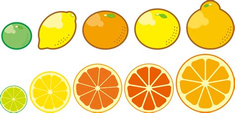 Citrus Fruits (#1) - Openclipart