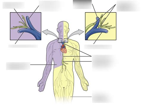 Thoracic And Lymphatic Ducts Diagram Quizlet