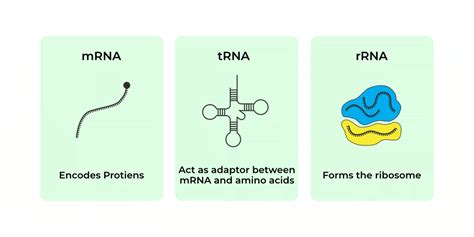 Mrna Trna Rrna Structure