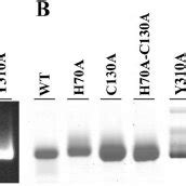 Sds Page Analysis Of Purified Wild Type Wt And Mutant Enzymes The