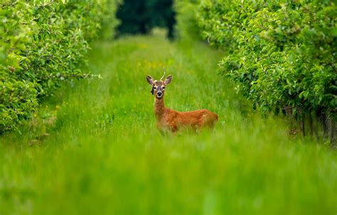 Deer Trees Grass Free Photo On Pixabay Pixabay